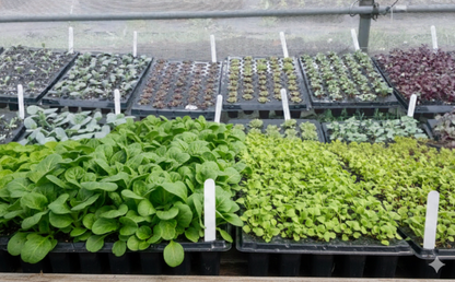 BloomMicro™ Bio-Fertilizer for Microgreens (1L Bottle)
