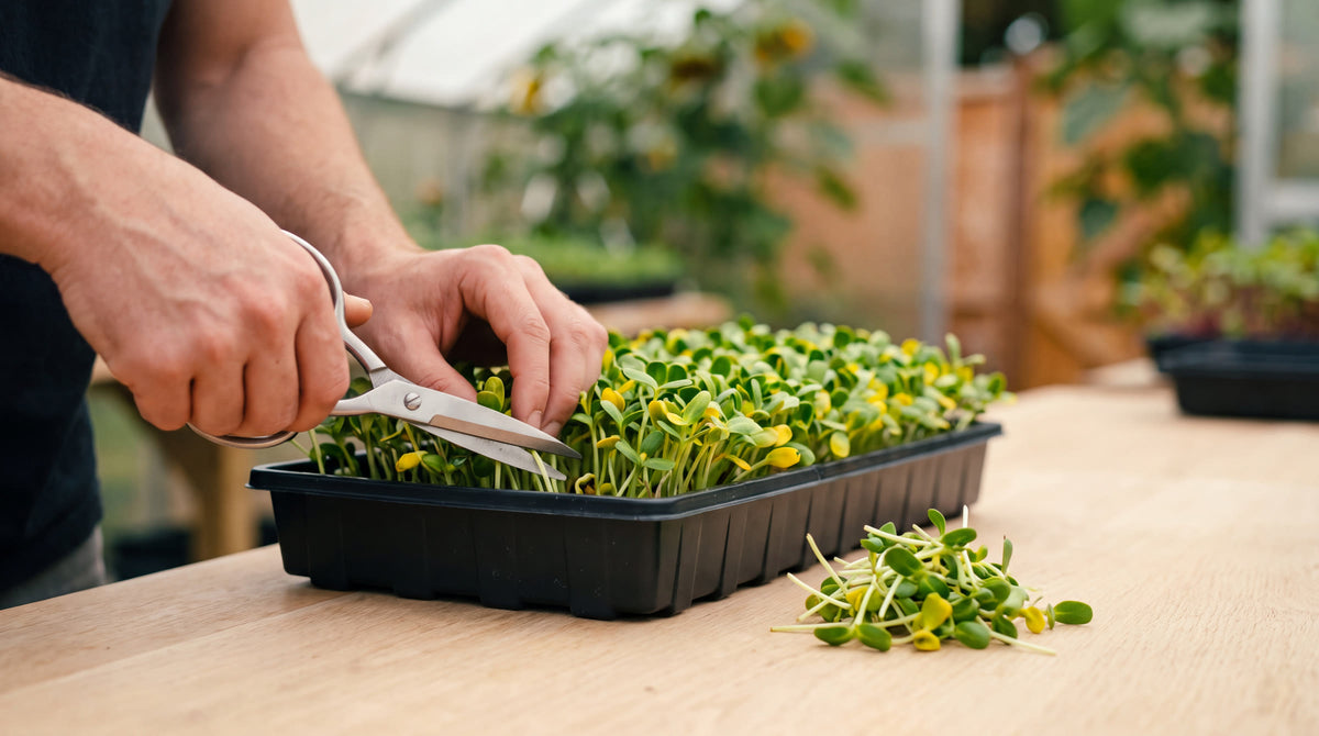 Harvesting sunflower microgreens from a tray with scissors