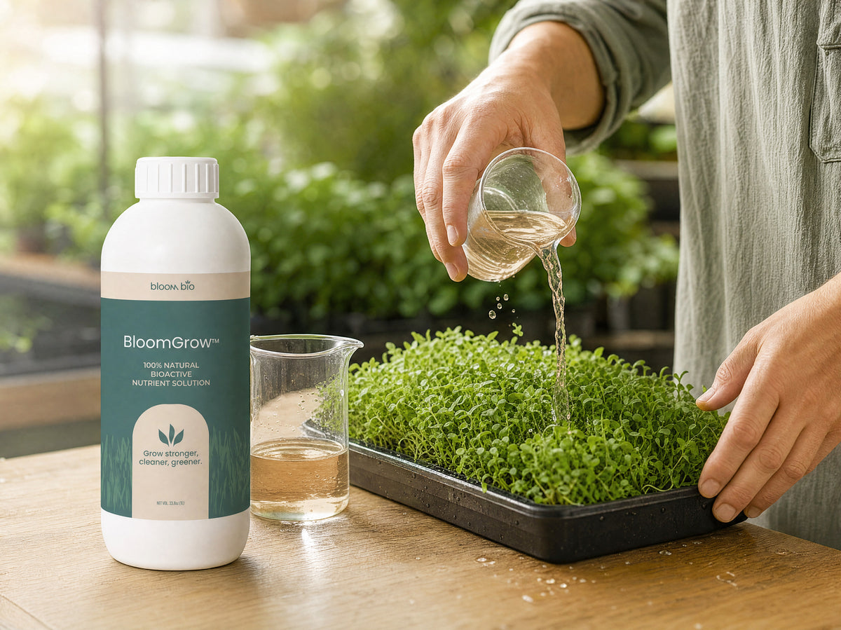 Pouring diluted BloomGrow solution over a microgreens tray